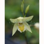  луговые и горные травы. рассада si Ran желтый цветок 3 номер pot 