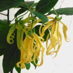花木 庭木の苗/イランイランノキ6号鉢植え