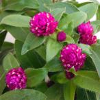 草花の苗千日紅わい性バディドワーフ...