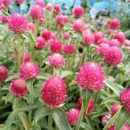 草花の苗 センニチコウ（千日紅） 高性 クイズカーマ