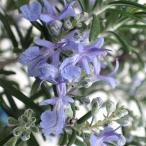  трава. рассада розмарин (....) Dan sing вода 3 номер pot 2 АО комплект 