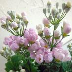 草花の苗 プリムラ マラコイデス すおう3.5号ポット