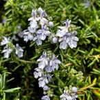  трава. рассада розмарин (..)benenten голубой 3 номер pot 