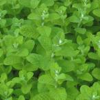 ハーブの苗ミントアップルミント3号...