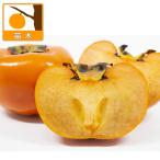 果樹の苗カキヨウホウ4〜5号ポット