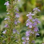  трава. рассада розмарин (..) мех n дуб s Hardy 3 номер pot 