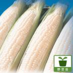 野菜の苗とうもろこしピュアホワイト...