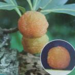 果樹の苗ヤマモモ白桃5号ポット