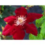 クレマチスの苗 クレマチス レベッカ4号ポット（大輪系）