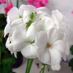 . цветок. рассада герань яблоко 2000 белый 3.5 номер pot 2 АО комплект 