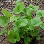  овощи. рассада поле васаби 2.5-3 номер pot 