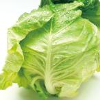 野菜の苗 26年8月下旬予約 ソフトキャベツ苗3号ポット