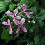  трава. рассада запах герань шоко мята 3 номер pot 