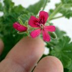  трава. рассада запах герань лесной орех 3 номер pot 