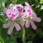  трава. рассада запах герань o гонг 3 номер pot 