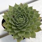  трава. рассада - u Sleek 3 номер pot 