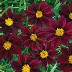 草花の苗/コレオプシス：ビッグバン...