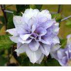 クレマチスの苗 クレマチス マズリー4.5号ポット（八重咲・パテンス系）