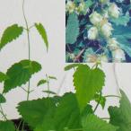 草花の苗 ホップ雌株3�