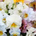 草花の苗パンジームーランフリルパス...