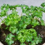  овощи. рассада / дырокол петрушка 3 номер pot 28 АО комплект бесплатная доставка 