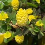 草花の苗クローバーラッキークローバ...