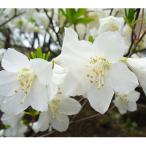 花木 庭木の苗 ツツジ ゴヨウツツジ（シロヤシオ）根巻き樹高30〜40cm