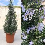 ショッピングツリー ハーブの苗 ツリー仕立てのローズマリー7号鉢植え高さ約70-80cm