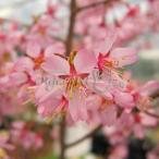  луговые и горные травы. рассада Sakura . черепаха Sakura (o черепаха The kla)2.5 номер pot 