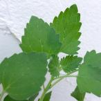  трава. рассада кошка мята котовник кошачий (nepeta)3 номер pot 