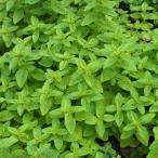 ハーブの苗オレガノコモンオレガノ3...