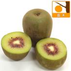 果樹の苗 キウイ（メス木） 紅妃（こうひ） 4〜5号ポット