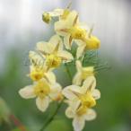  луговые и горные травы. рассада кальмар li saw (..)sa reflet a(s reflet um)3 номер pot 