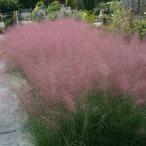 草花の苗/25年6月中下旬予約 ミューレンベルギア：カピラリス3.5号ポット