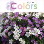 草花の苗26年3月中下旬予約カラー...