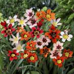 球根/25年9月中下旬予約スパラキ...