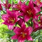 球根/25年10月中下旬予約ユリ：...