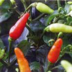 野菜の苗 26年5月中下�