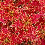 草花の苗26年5月中下旬予約コリウ...