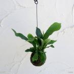 観葉植物/25年10月中下旬予約ビ...