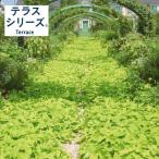 草花の苗26年5月中下旬予約イポメ...