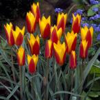 球根/25年9月中下旬予約チューリ...