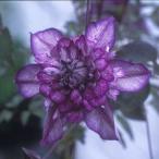 クレマチスの苗/25年9月中下旬予...