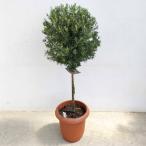 ハーブの苗/25年9月中下旬予約ロ...