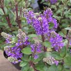 草花の苗26年2月中下旬予約ベロニ...