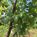 果樹の苗/25年9月中下旬予約プル...