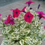 草花の苗26年3月中下旬予約ペチュ...