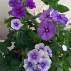 草花の苗26年2月中下旬予約フロッ...