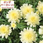 草花の苗26年4月上旬予約ボンザマ...