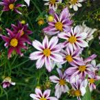 草花の苗/25年6月中下旬予約 コレオプシス：コスミックエボリューション3.5号ポット